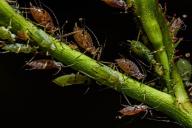 Угостите этим напитком тлю и муравьев — и они навсегда покинут ваш огород