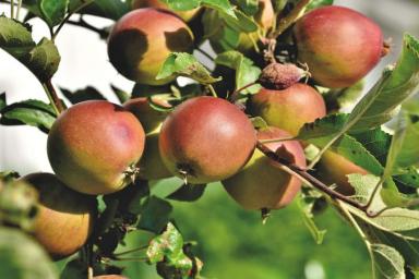 Как избавиться от садовых муравьев на яблонях: простой народный способ 