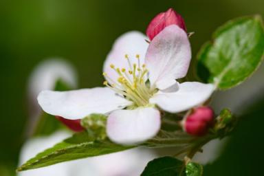 Деревенский секрет, как получить больше яблок – просто нужно опрыскать цветочки 1 препаратом