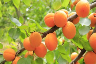 Итальянский способ выращивания абрикосов: урожай будете собирать ящиками