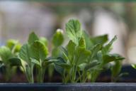 Чем напоить рассаду в апреле, чтобы росла вширь, а не тянулась ввысь: копеечная подкормка