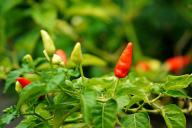 Хорошие соседи для перца: в какой компании перцы растут сладкими и толстостенными