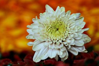Как размножить хризантему и получить много красивых цветов: малоизвестный способ 