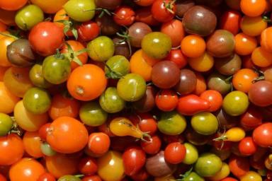 Что посадить рядом с томатами, чтобы снять щедрый урожай: дачная хитрость 