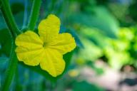 Подкармливайте так огурцы раз в неделю – и будут плодоносить до самой зимы 