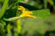 Одна уловка – и рассада огурцов вырастет крепкой, не вытянется, а летом легко приживётся