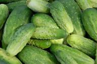 Огурцы начнут расти намного быстрее, если всего 3 раза так полить огород