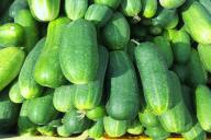 Начнете так поливать огород - и огурцы на кустах будут появляться намного чаще