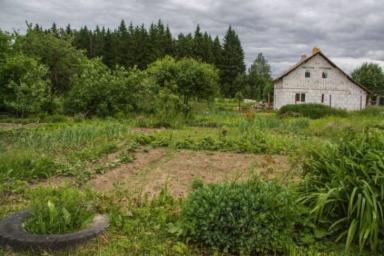 Как избавиться от клопа-вонючки на огороде: простая деревенская хитрость