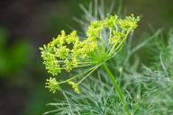 Что делать, чтобы укроп вырос пышным и вкусным: важны 2 подкормки