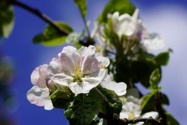 Что нужно не забыть сделать с яблоней в апреле: ошибки, которые лишают урожая