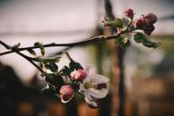 4 секрета, как получать урожай с яблони каждый год