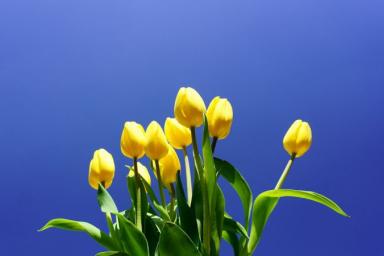 Тюльпаны и нарциссы будут цвести долго и ярко, если так подкормить их весной