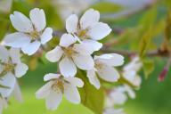 Что посеять в тени на даче: растения, которые будут расти хоть под забором, хоть под деревьями