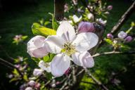 Дерево зачахнет и урожая не будет: рядом с чем не рекомендуют сажать яблоню 