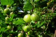 Путь к щедрому урожаю крыжовника: какие удобрения внести под кустарник, когда распустятся листья