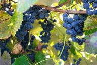 Проблем с укоренением черенков не будет, если прибегнуть к этому хитрому способу