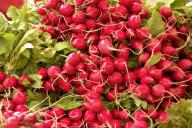 3 главных правила крупной сочной редиски: не так сложно получить богатый урожай