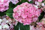 3 ошибки в выращивании гортензий, о которых знающие дачники не напишут в Интернете