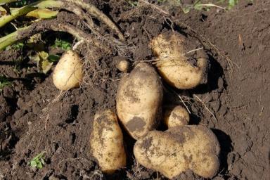 Если именно так удобрить картошку при посадке, то урожая будет больше в несколько раз