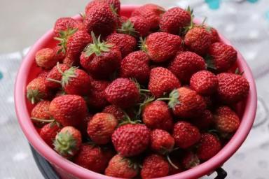 Чем подкормить клубнику весной: ягоды будете собирать ведрами