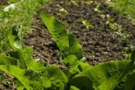 Какой пленкой весной прогревать почву — черной или прозрачной