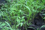 Как соорудить «умную грядку»: не нужно пропалывать и удобрять, а урожай всегда хорош