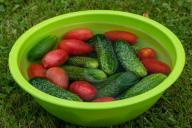 Чтобы урожай порадовал: как увеличить количество завязей на огурцах