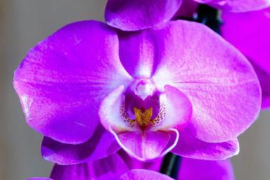 5 простых правил, чтобы цветущая орхидея цвела дольше и пышнее, чем обычно 