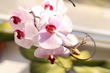 Луковая вода для орхидеи: как приготовить настой, чтобы орхидея быстрее зацвела 