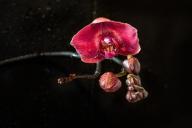 3 коварные ошибки, из-за которых орхидеи не цветут шапками круглый год