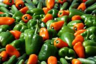 Поливайте рассаду перца так – и получите здоровые и крепкие растения 