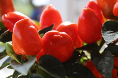 Нужно ли удалять коронный цветок у перца: ценный совет для рекордного урожая