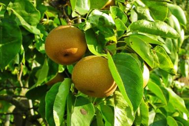 3 способа проверить, будет ли в этом году богатым урожай груш и яблок: подсказки дачникам