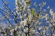 Что нужно сделать со сливовым деревом весной, чтобы не остаться летом без ягод