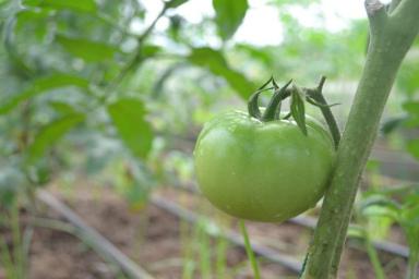 3 популярные подкормки для рассады томата, которые точно лишние в рассадном ящике