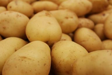 На какую глубину сажать картофель, чтобы получить богатый урожай: досадные ошибки огородников
