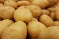 Собирать картошку будете ведрами, если узнаете про один хитрый способ ухода за клубнями