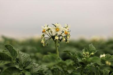 Посадка картофеля в мае – как разбудить ленивые клубни и дать правильный старт богатому урожаю