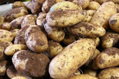 Выращивают картофель на одном и том же месте, а урожай не снижается: в чем секрет дачников 