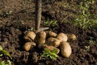 5 способов, как прорастить картофель: деревенские хитрости, о которых стоит узнать