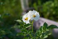 Как выращивать картофель на одном и том же месте, чтобы урожай каждый год радовал