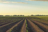 Как подготовить огород под картошку: что нужно успеть сделать за неделю до начала работ  