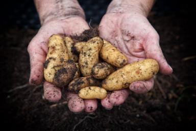 Выращиваем картофель по-турецки: 2 нюанса – и урожай лучше, чем у соседей