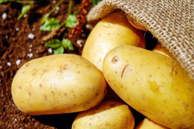 Что лучше всего сажать в 2022 году после картофеля, и с какими огородными культурами он наиболее совместим