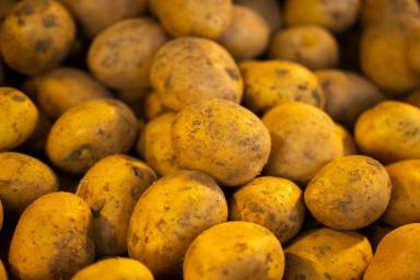 Как «оживить» увядший картофель: быстрый и легкий способ