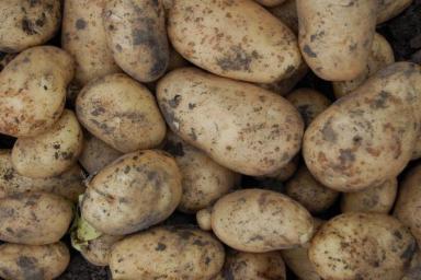 Будет богатый урожай картофеля, если положите в каждую лунку этот секретный ингредиент