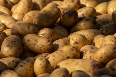 Забудьте об этих удобрениях: внесете их — и картошка будет мелкой, рыхлой и невкусной