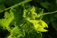 рассада тыквы