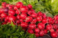 Что не любит редис: 5 основных ошибок в уходе, почему урожай не удаётся